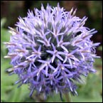Blå bolltistel 'Veitch's Blue'