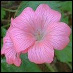 Näva 'Claridge Druce'