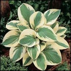 Hosta 'Pilgrim'