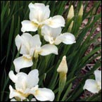 Strandiris 'White Swirl'